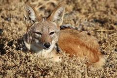 Lupulella mesomelas mesomelas