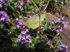 Colias phicomone