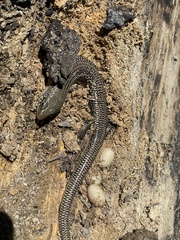 Plestiodon obsoletus