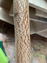 Aurantioporthe corni