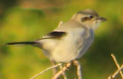 Lanius borealis