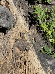 Plestiodon obsoletus