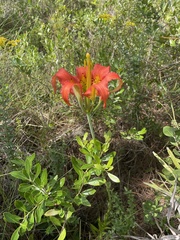Lilium catesbaei