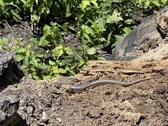 Plestiodon obsoletus