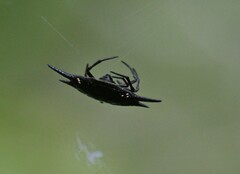 Gasteracanthinae