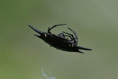 Gasteracanthinae