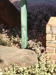 Trachylepis punctatissima