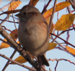 Spizelloides arborea
