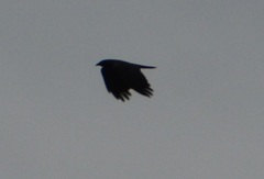 Corvus