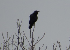Corvus