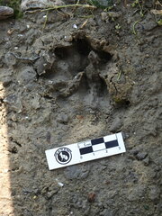 Lontra longicaudis