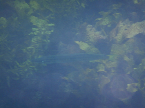 Dinolestes lewini