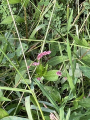 Persicaria longiseta