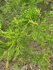 Juniperus virginiana