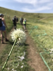 Allium flavidum