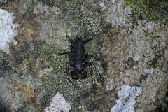 Typopeltis crucifer