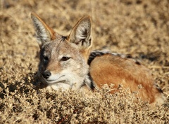 Lupulella mesomelas mesomelas