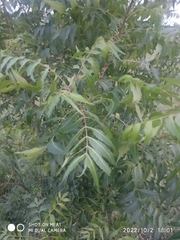 Azadirachta indica