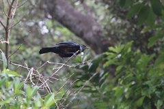 Prosthemadera novaeseelandiae novaeseelandiae