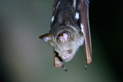 Hipposideros diadema