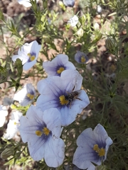 Tapinotaspidini