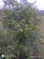 Azadirachta indica