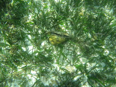 Pinnidae