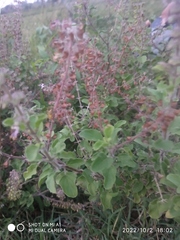 Ocimum tenuiflorum