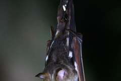 Hipposideros diadema