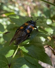 Nicrophorus orbicollis