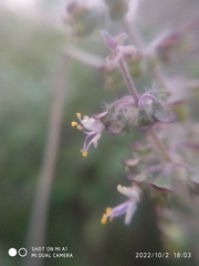 Ocimum tenuiflorum