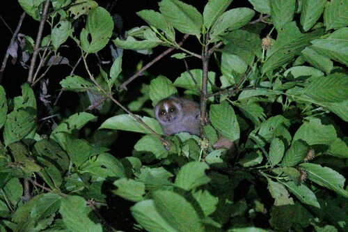Loris perezoso (Nycticebus coucang)