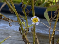 Erigeron annuus
