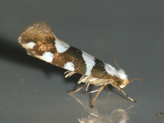 Argyresthia brockeella