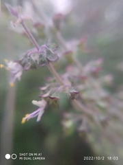 Ocimum tenuiflorum