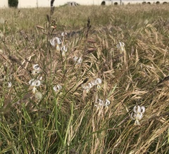 Trachyandra divaricata