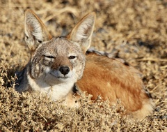 Lupulella mesomelas mesomelas