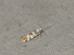 Argyresthia brockeella