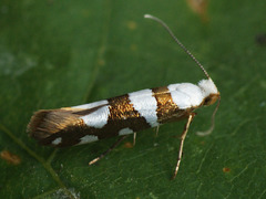 Argyresthia brockeella