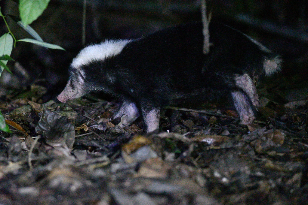 Sunda Stink-badger