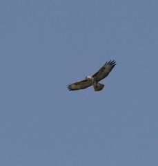 Buteo trizonatus