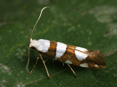Argyresthia brockeella
