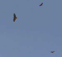 Buteo trizonatus