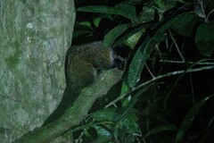 Arctogalidia trivirgata