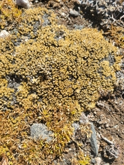 Bryum argenteum