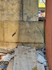 Trachylepis punctatissima