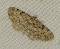 Eupithecia abietaria