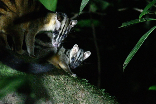 Banded Palm Civet (Hemigalus derbyanus)