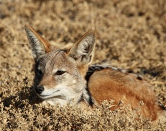 Lupulella mesomelas mesomelas