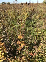 Rudbeckia laciniata
